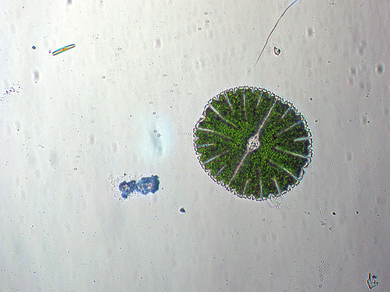 Illuminazione obliqua